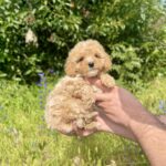 Inessa-female-maltipoo-puppy-for-sale-1 (3)