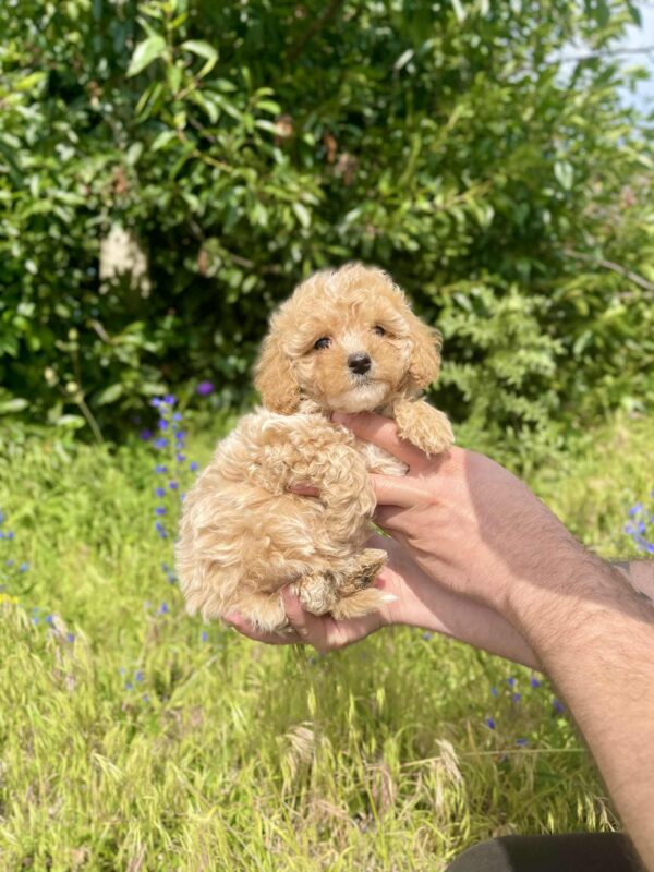 Inessa Maltipoo