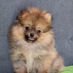 Inessa-female-pomeranian-puppy-for-sale-1 (1)
