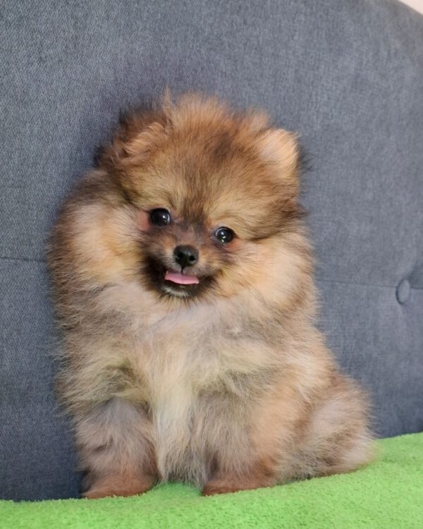 Inessa Pomeranian