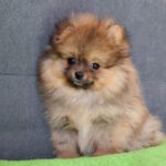 Inessa-female-pomeranian-puppy-for-sale-1 (2)
