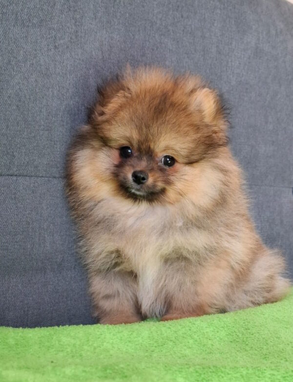 Inessa Pomeranian