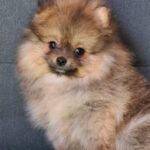 Inessa-female-pomeranian-puppy-for-sale-1 (3)