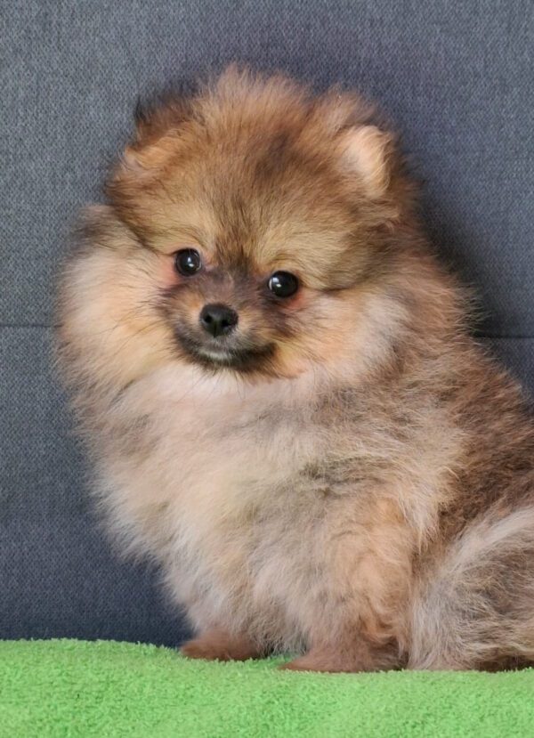 Inessa Pomeranian