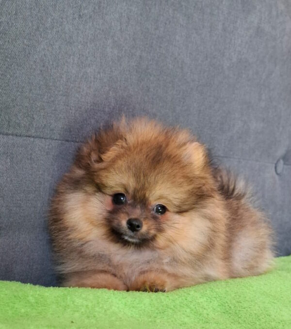 Inessa Pomeranian