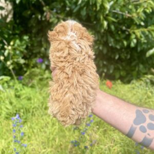 Iolissa Maltipoo