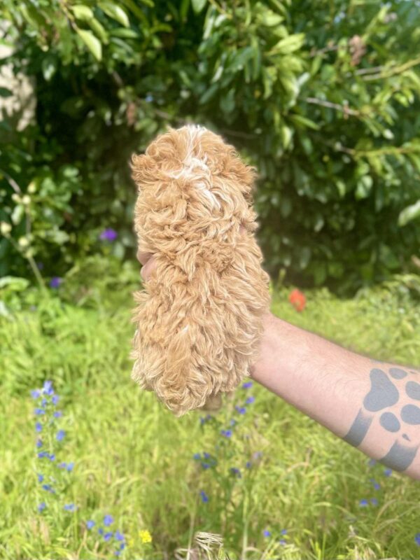 Iolissa Maltipoo