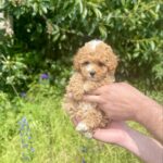 Iolissa-female-maltipoo-puppy-for-sale-1 (2)