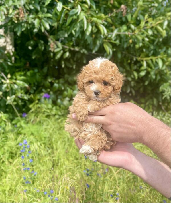 Iolissa Maltipoo