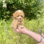 Iolissa-female-maltipoo-puppy-for-sale-1 (3)