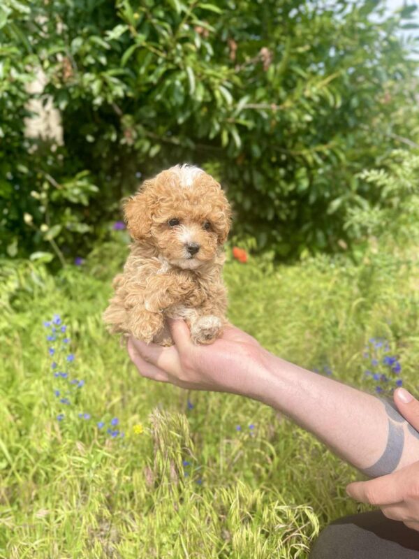 Iolissa Maltipoo