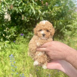 Iolissa Maltipoo