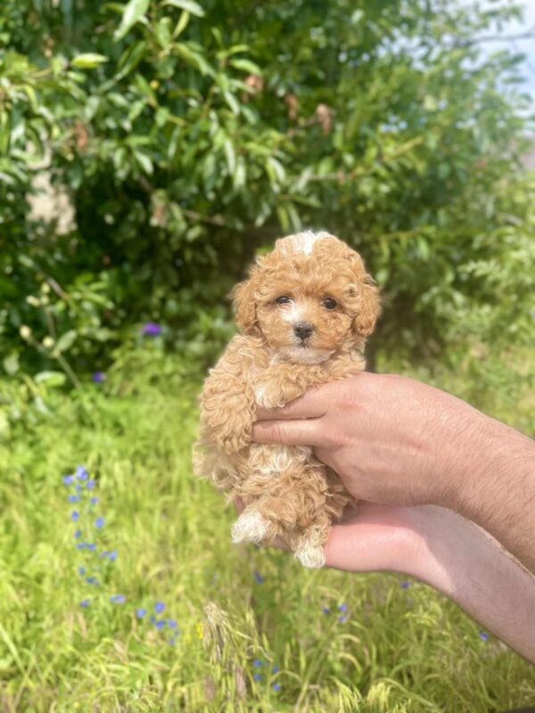 Iolissa Maltipoo