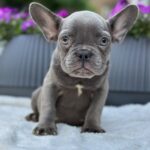 Jackie-female-french-bulldog-puppy-for-sale-1 (1)