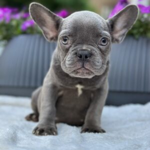 Jackie French Bulldog