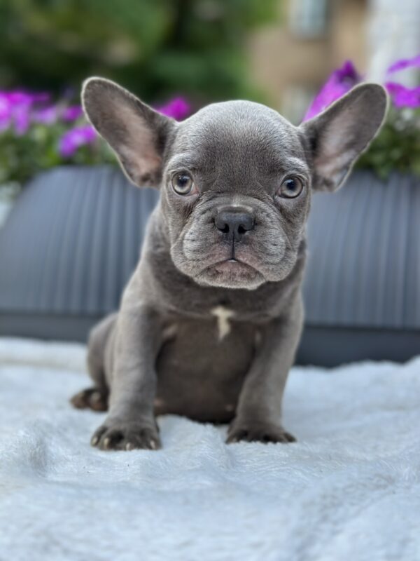 Jackie French Bulldog