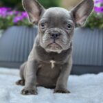 Jackie-female-french-bulldog-puppy-for-sale-1 (2)