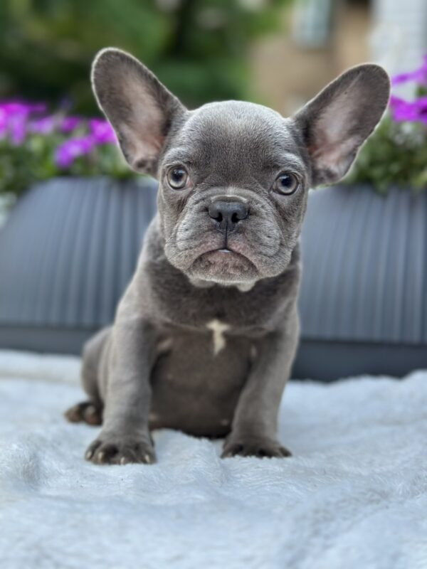 Jackie French Bulldog