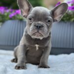 Jackie-female-french-bulldog-puppy-for-sale-1 (3)