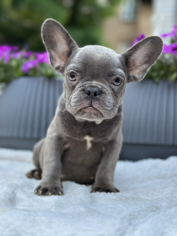 Jackie French Bulldog