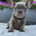 Jackie-female-french-bulldog-puppy-for-sale-1 (4)