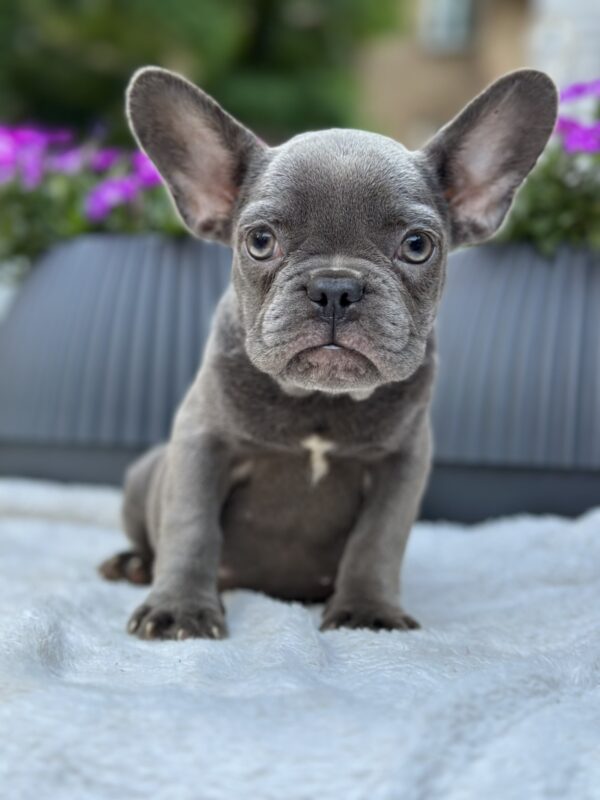 Jackie French Bulldog
