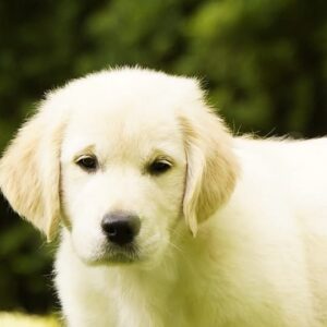 Jally Golden Retriever