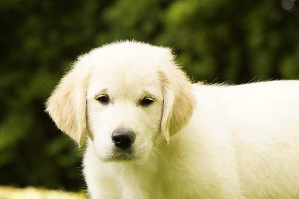 Jally Golden Retriever