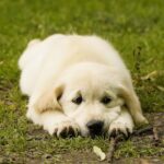 Jally-female-golden-retriver-puppy-for-sale-1 (2)