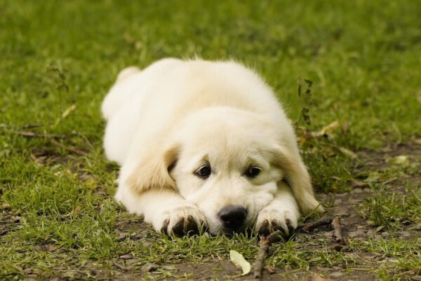 Jally Golden Retriever