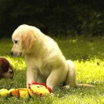 Jally-female-golden-retriver-puppy-for-sale-1 (3)