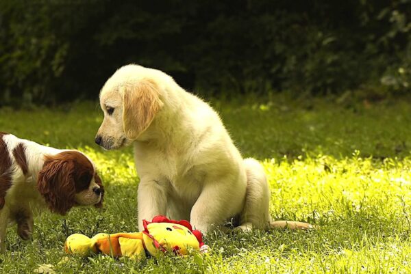 Jally Golden Retriever