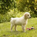 Jally-female-golden-retriver-puppy-for-sale-1 (4)