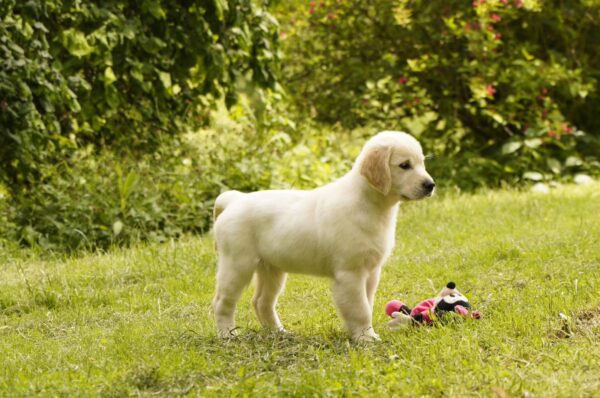 Jally Golden Retriever