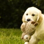 Jally-female-golden-retriver-puppy-for-sale-1 (5)