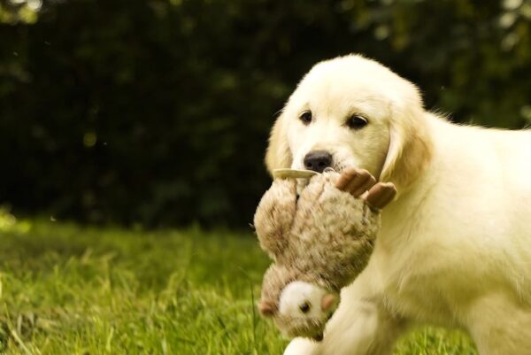 Jally Golden Retriever