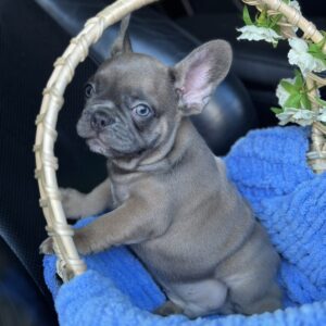 Jam French Bulldog