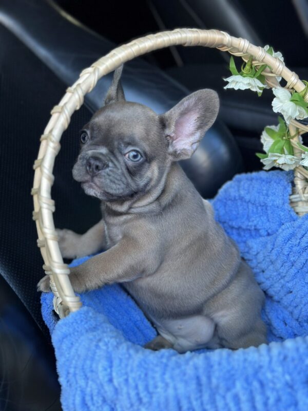 Jam French Bulldog