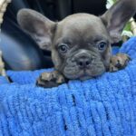Jam-male-french-bulldog-puppy-for-sale-1 (2)