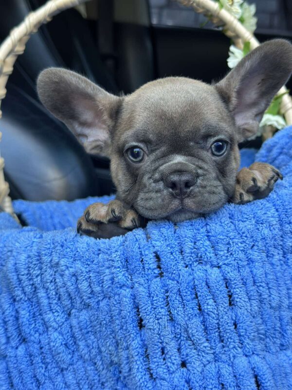 Jam French Bulldog