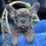 Jam-male-french-bulldog-puppy-for-sale-1 (3)