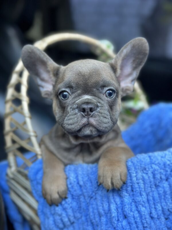 Jam French Bulldog