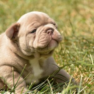 Januel French Bulldog