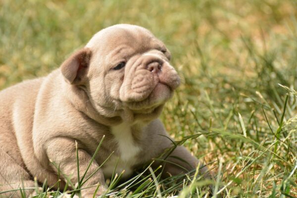 Januel French Bulldog