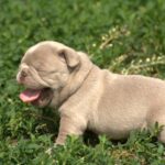 Januel-male-french-bulldog-puppy-for-sale-1 (2)