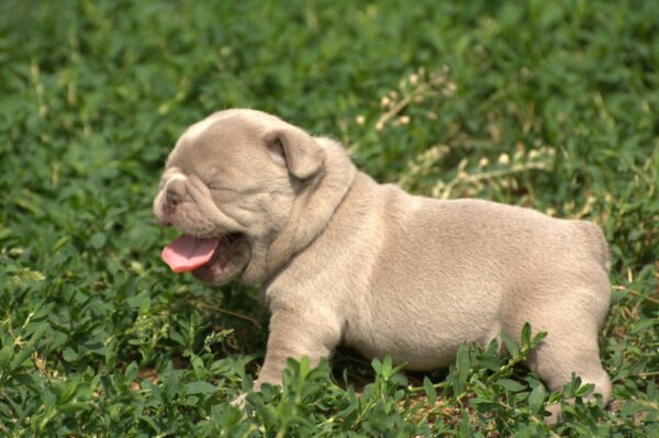 Januel French Bulldog