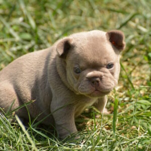 Januel French Bulldog