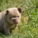 Januel-male-french-bulldog-puppy-for-sale-1 (3)