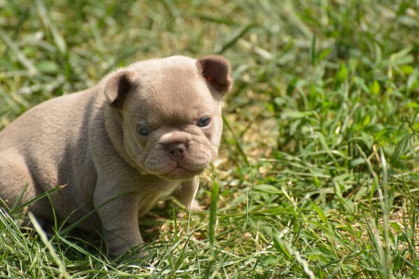 Januel French Bulldog