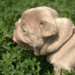 Januel-male-french-bulldog-puppy-for-sale-1 (4)